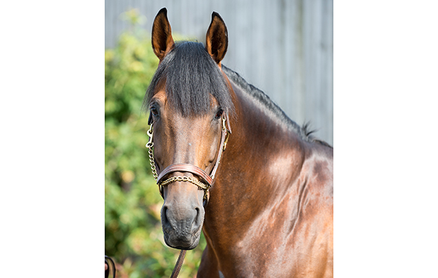 Big Star headshots - Shelfield Green, Alcester, Warwickshire, United Kingdom - 01 September 2016