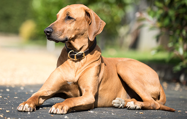 Nick Skelton's Rhodesian Ridgeback dog Elsa - Shelfield Green, Alcester, Warwickshire, United Kingdom - 01 September 2016