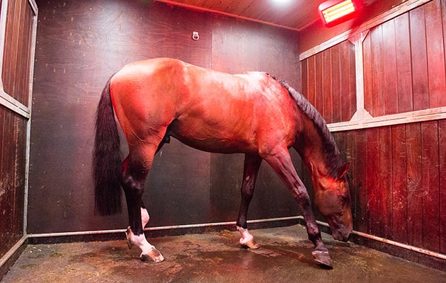 Big Star enjoys the stable with a vibrating floor - Shelfield Green, Alcester, Warwickshire, United Kingdom - 01 September 2016