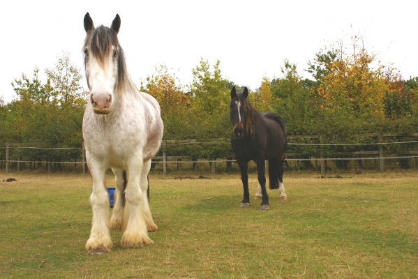 84762d915dab67cb_org