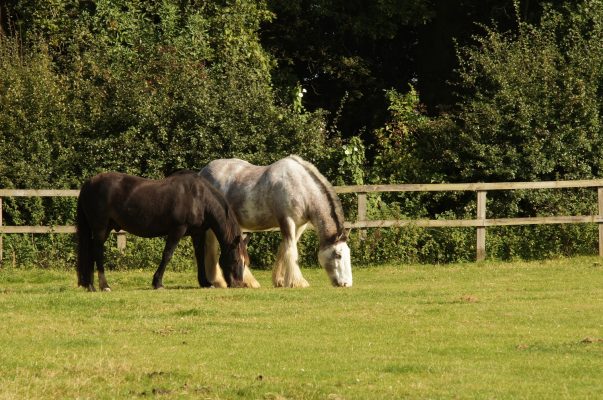 9ae578c6291e10cf_org