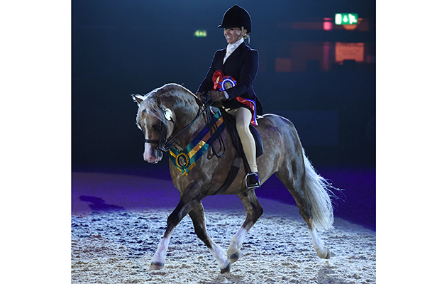 Hayley Grota riding CADLANVALLEY BUZBY owned by Hayley Grota, Champion in the NPS Baileys Horse Feeds M&M Ridden Pony of the Year Championships during HOYS in the NEC in Warwickshire in the UK on 6th October 2016