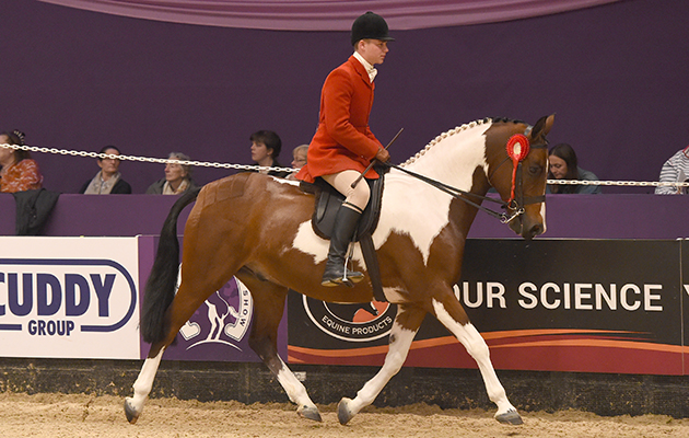 CAEGARW COCOCABANA harry moore