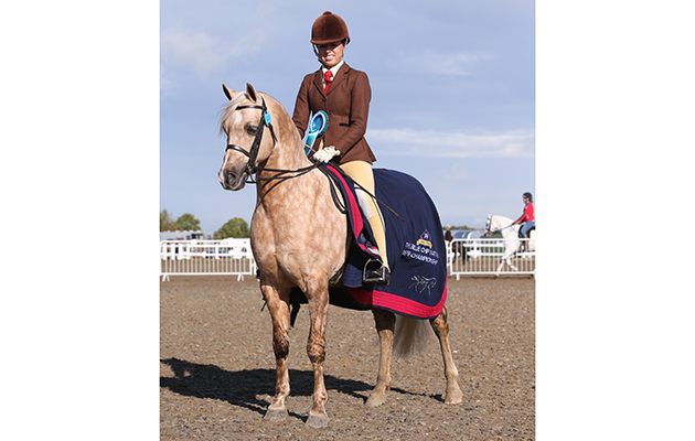 CLASS 89 OLYMPIA BREED QUALIFER SEC B 260 CARRWOOD SHIMMERING GOLD R: Lucy GLOVER