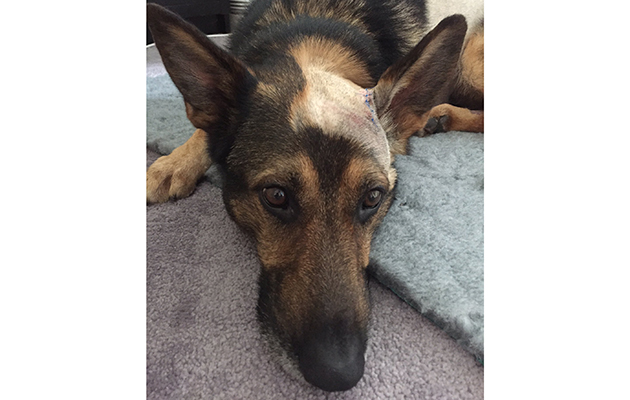 Police horse dog petition