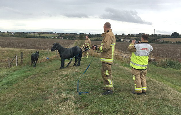 Essex sewage ditch horse-rescue-1