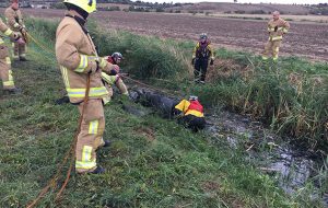 horses rescued sewage