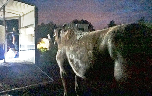 image-4-horse-under-trailer