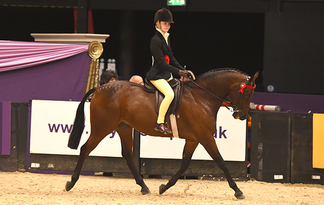 Phoebe Price riding LITTON ENTERPRISE owned by Joanne Price, Champion in the Riding Pony of the Year Championship during HOYS in the NEC in Warwickshire in the UK on 8th October 2016