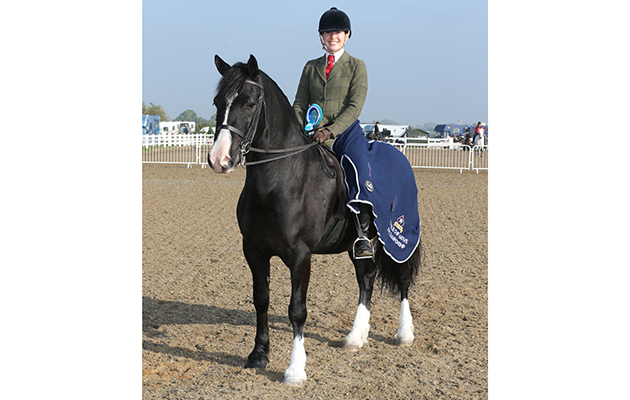 class 83 OLYMPIA SEMI-FINAL WELSH SECTION D WINNER 238 MAESYFELIN LLEW DU R ALICE COOK