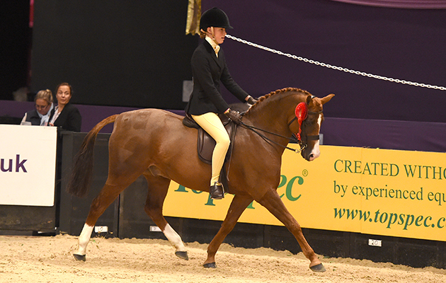 Charlotte Lister riding MILLWOOD KAISER CHIEF owned by Emma Lister, during the Show Hunter Pony of the Year Championship during HOYS in the NEC in Warwickshire in the UK on 9th October 2016