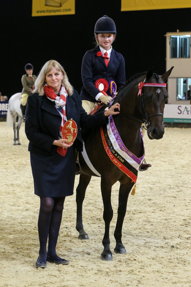 Search For A Star Show Pony / Show Hunter Pony