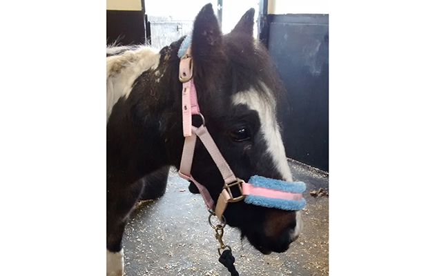 rspca-madge-pony-2