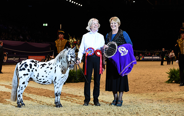 Alison Parsons exhibiting SPOTLIGHTS BO DIDDLY owned by Roger Parsons, Champion in the Miniature Horse of the Year Championship during HOYS in the NEC in Warwickshire in the UK on 5th October 2016