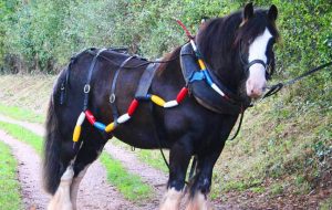 taffy the barge horse