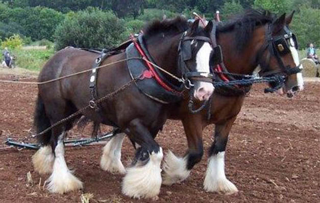 taffy-ploughing