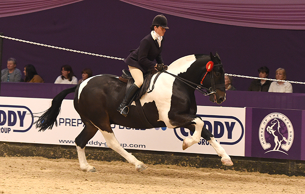 Hayley Sankey riding THE LIFE OF RILEY owned by Hayley Sankey, Champion in the Coloured Horse & Pony of the Year Championship during HOYS in the NEC in Warwickshire in the UK on 9th October 2016
