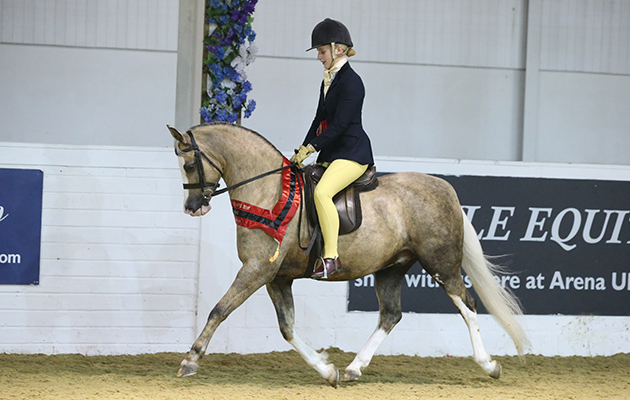 HERITAGE NATIVE PONY NOVICE RIDDEN CHAMPIONSHIP CHAMPION 139 WAXWING PENNY FARTHING R CHARLOTTE THOMPSON