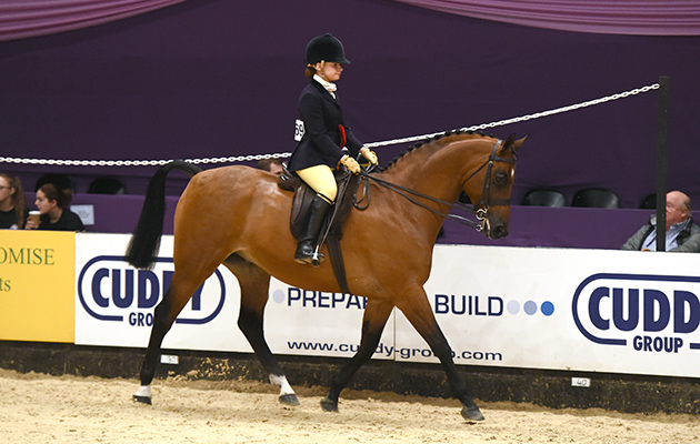 Imogen Simpson riding WHELPLEY WATCHMAN owned by Helen Wyn Davies, during the Show Hunter Pony of the Year Championship during HOYS in the NEC in Warwickshire in the UK on 9th October 2016