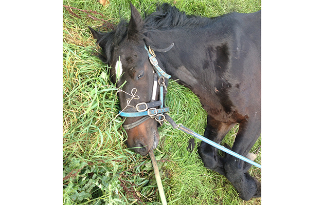 horse rescue canal notts 2