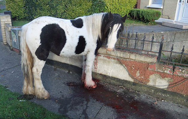 kiltalown-view-pony-0011