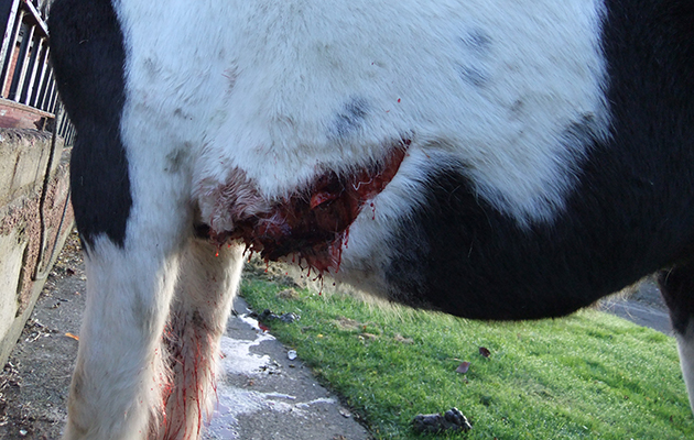 kiltalown-view-pony-005