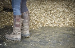 mucking out a stable with shavings bedding and rubber matting