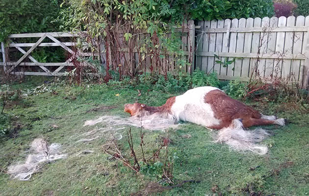 bobby-shetland-attacked