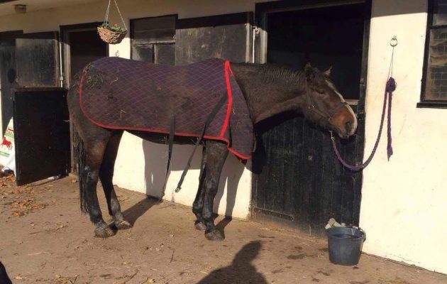 queenie-after-rescue