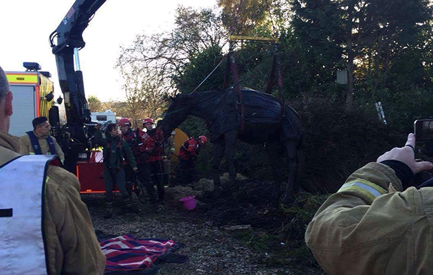 queenie-being-lifted