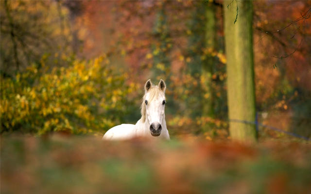 senior-category-banner