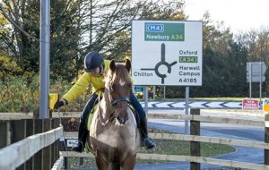 horse road crossing