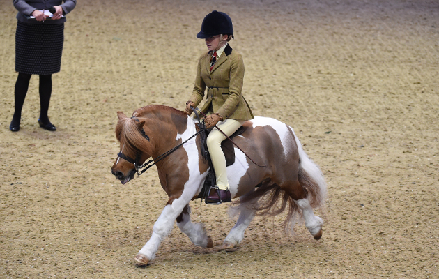 Brinleyview Cammanche (134), exhibited by Georgia James for the owner Mrs A Stevens; during the BSPS Ridden M&M Championship at the Olympia International Horse Show at Olympia, London, UK; on 19 th December 2016