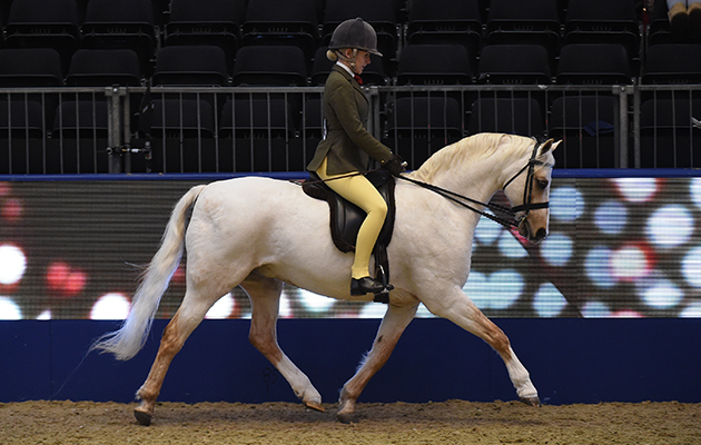 Cadlanvalley Sandpiper (138), exhibited by Collette Green for the owner K Scott & C Green; during the BSPS Ridden M&M Championship at the Olympia International Horse Show at Olympia, London, UK; on 19 th December 2016
