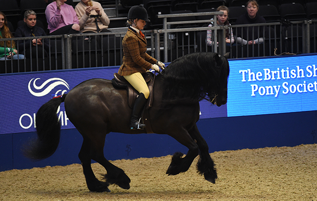 Waterside Black Prince, exhibited by Tanya Shields for the owner Tanya Shields; during the BSPS Ridden M&M Championship at the Olympia International Horse Show at Olympia, London, UK; on 19 th December 2016