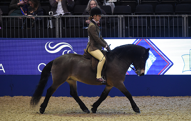 Dunkers Wigeon (133), exhibited by Frankie Currell for the owner Maureen Richardson; during the BSPS Ridden M&M Championship at the Olympia International Horse Show at Olympia, London, UK; on 19 th December 2016