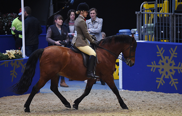 Marleydenes Nashaal (117), exhibited by Lucinda Stapleton for the owner Lucinda Stapleton; during the BSPS Ridden M&M Championship at the Olympia International Horse Show at Olympia, London, UK; on 19 th December 2016