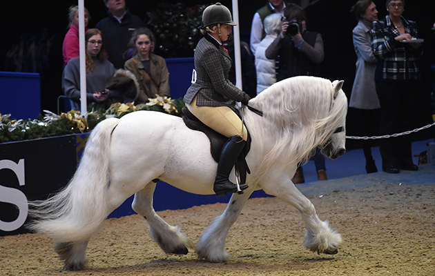 Murthwaite Windrush (111), exhibited by Stephanie Wheway for the owner Jenny Crane; during the BSPS Ridden M&M Championship at the Olympia International Horse Show at Olympia, London, UK; on 19 th December 2016