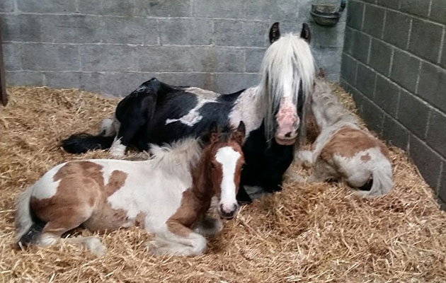 maggie-rosie-and-jim-in-the-safety-of-world-horse-welfares-glenda-spooner-farm