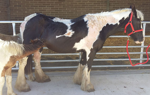 maggie-upon-arrival-at-world-horse-welfare