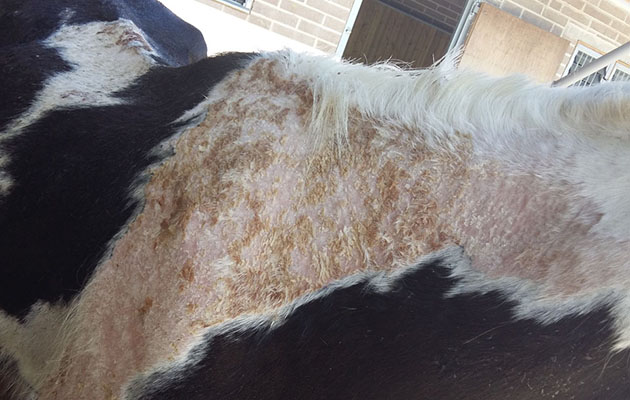 maggies-skin-condition-on-arrival-at-world-horse-welfare