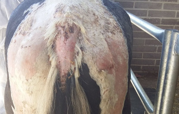 maggies-skin-on-arrival-at-world-horse-welfare