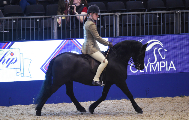 Newark Furious (130), exhibited by Samantha Roberts for the owner Mrs J Newbery; during the BSPS Ridden M&M Championship at the Olympia International Horse Show at Olympia, London, UK; on 19 th December 2016