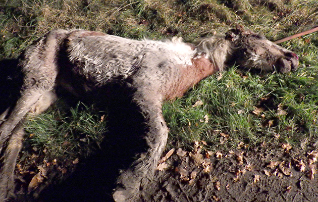 pony dumped lincolnshire