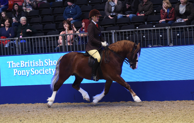 Lynuck The Showman, exhibited by Aimee Devane for the owner Mrs L Scott; during the BSPS Ridden M&M Championship at the Olympia International Horse Show at Olympia, London, UK; on 19 th December 2016