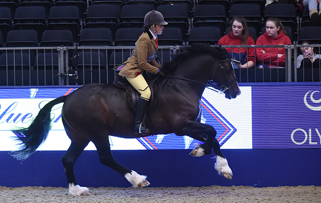 Swchyrhafod Brenin (126), exhibited by Michaela Wood for the owner Martin Wood; during the BSPS Ridden M&M Championship at the Olympia International Horse Show at Olympia, London, UK; on 19 th December 2016