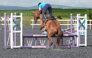 the horse