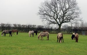 Bodmin Moor ponies