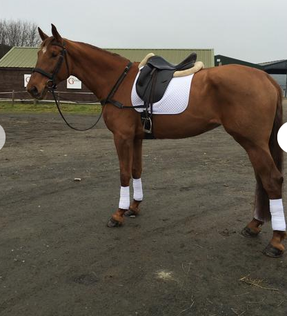 screen-shot-2017-01-03-at-16-06-44