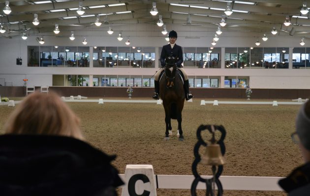 Front legs of the horse - Straightness Training